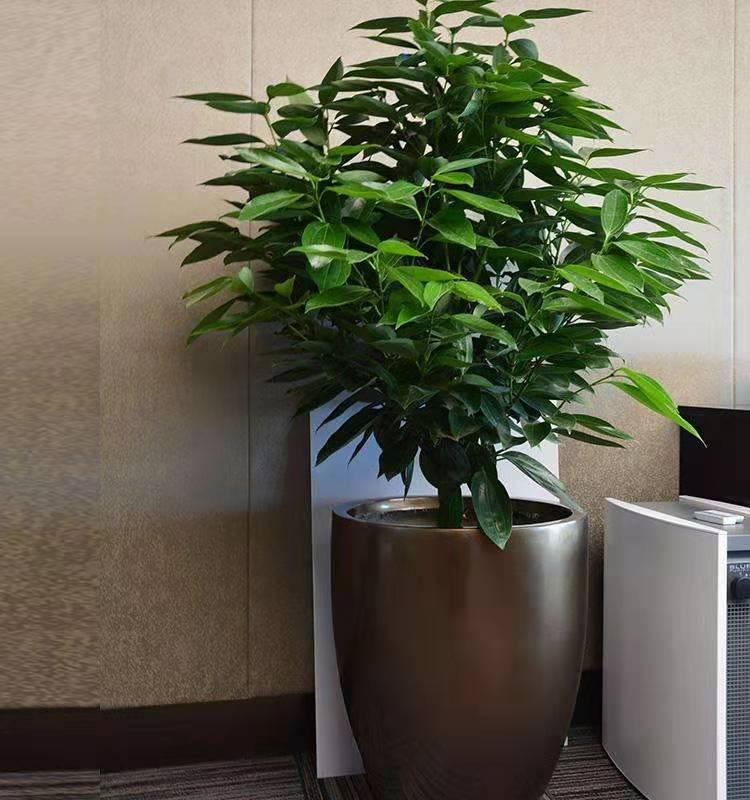办公室绿植摆放风水_办公室门口放什么植物知识