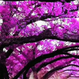 tiktok本土店如何购买