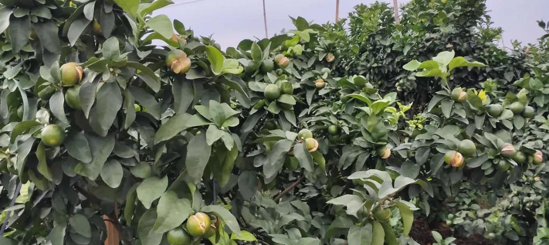 柑橘割草種植手藝_你吃過(guò)最解暑的食物是什么