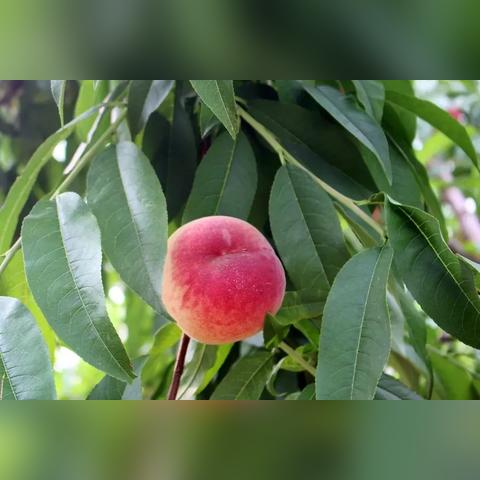 武汉市种植什么桃树好呢