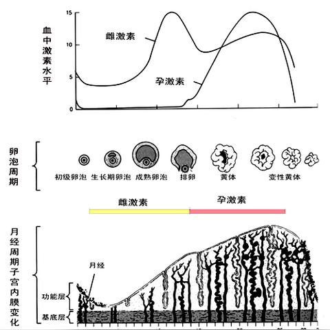 做什么运动对乳腺增生好的长尾关键词有哪些