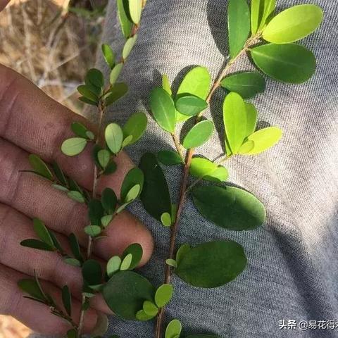 广西山格木分布哪里？