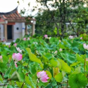 厦门市翔安区哪里有荷花