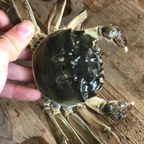 东莞市哪里有大闸蟹卖