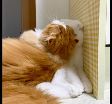 一只黄色猫咪坐在坐垫上gif图片