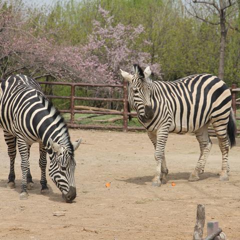 济南市的动物园哪个好玩