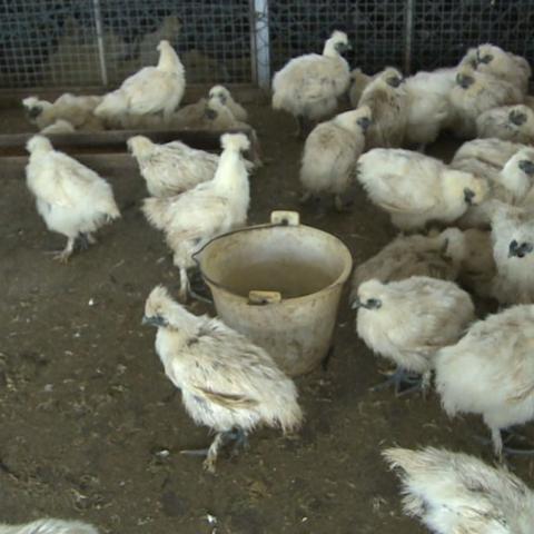 南宁鸡鸭鱼详情图的相关长尾关键词有哪些