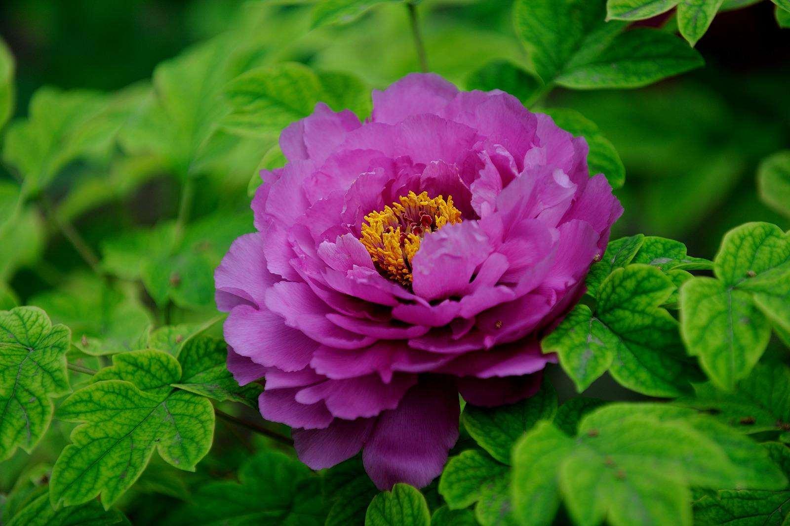 牡丹花什么时候开花季节 ,牡丹什么时候发芽?