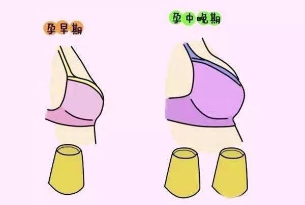 怀孕多久需要更换内衣 怀孕多久需要更换内衣