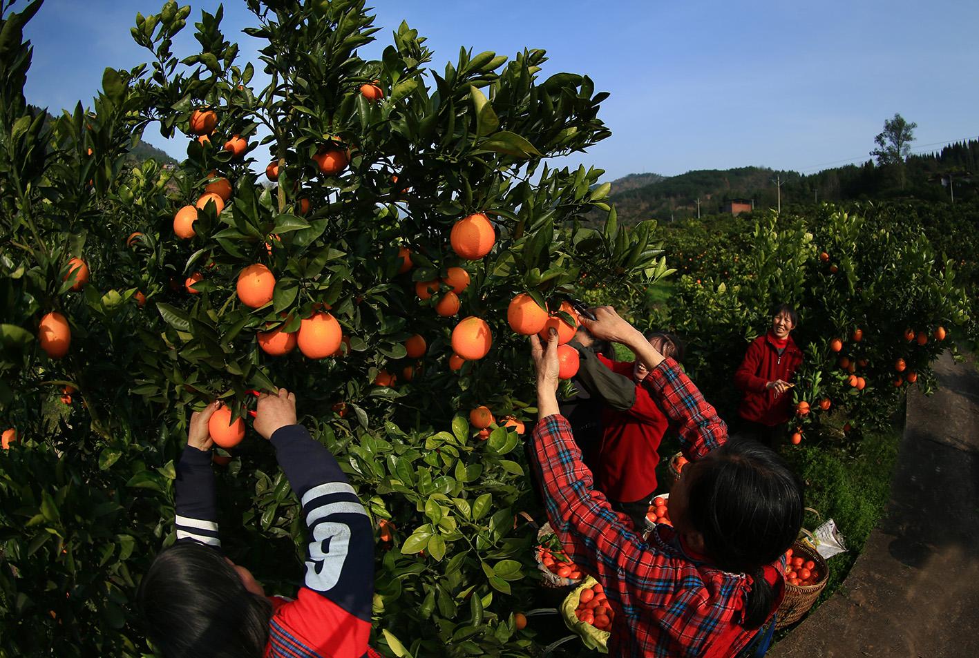 柑橘種植手藝辦理團(tuán)隊(duì)建立_溫室大棚種菜一茬又一茬