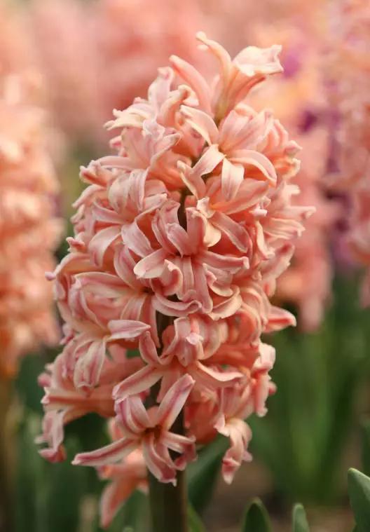 风信子的花语是什么,蓝色风信子的花语是什么?