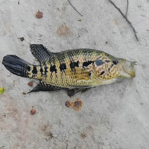 宠物猫东莞市哪里有卖