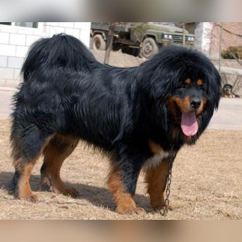 杭州禁止养犬有哪些品种？