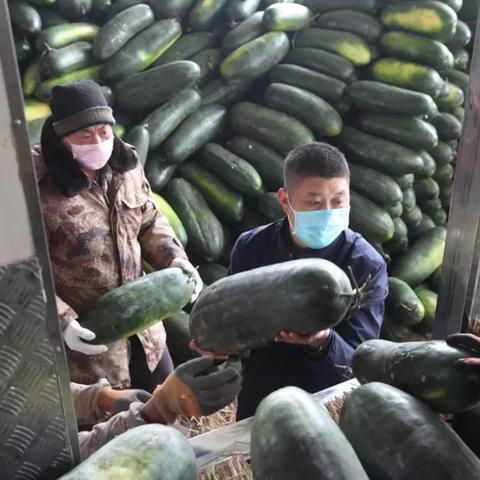 河南哪些地方种植蔬菜水果较多？