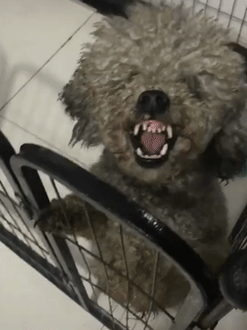 泰迪小色狗搞笑可爱萌萌哒gif
