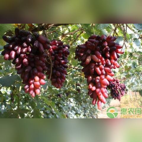天津蓟县哪个大