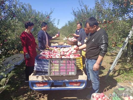 喜迎中国农民丰收节，泾川部分乡镇系列活动即将启幕