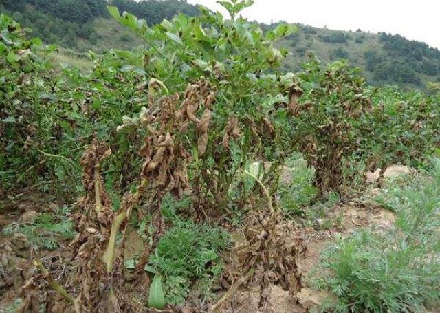 土豆可防治8种疾病 土豆可防治8种疾病