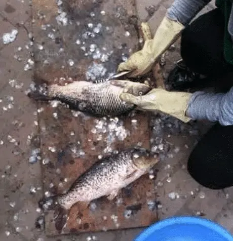 在菜市场卖什么比较赚钱 在菜市场卖什么赚钱