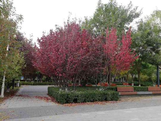 北京一处“冷门”公园，小巧雅致私藏绝美秋景，人少景美门票免费