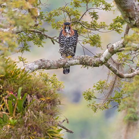 巴西足球比赛名称的长尾关键词有哪些