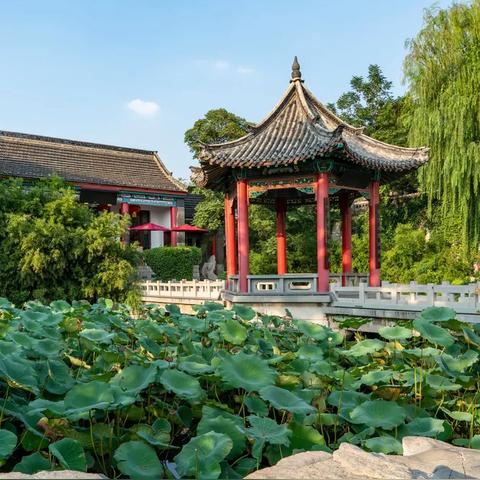 三面荷花四面柳-山东济南大明湖四面荷花三面柳？