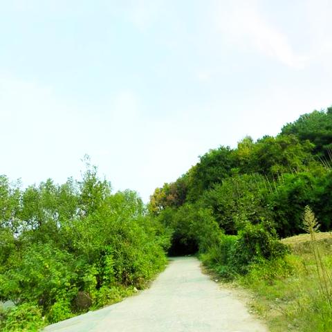 武汉市森林公园在哪个区