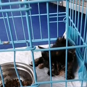 无锡市高端宠物寄养的长尾关键词有哪些