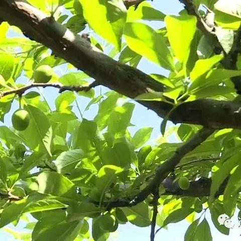 福建四堡芙蓉李的相关长尾关键词有哪些