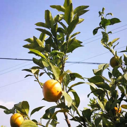 武汉市种什么桔子最好吃