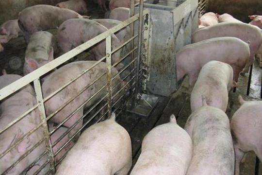 “全面禁食”野生动物后，养猪、养鸡和养牛哪个更赚钱？答案来了