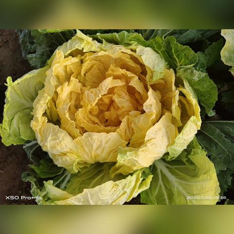 河南农大豫艺的相关长尾关键词有哪些