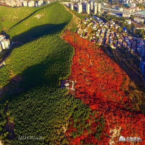 济南市种了什么树