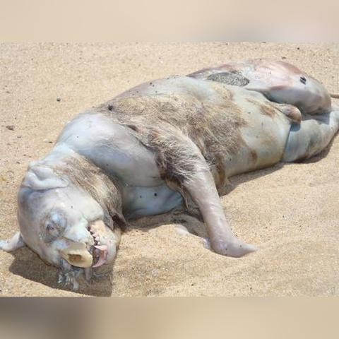 【可怕的双头狗,双头狗实验是真的吗】