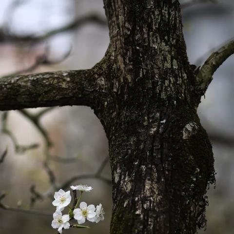 温州市雁荡小镇房价的长尾关键词有什么