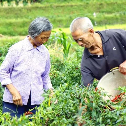 福建哪个品种肉牛最好