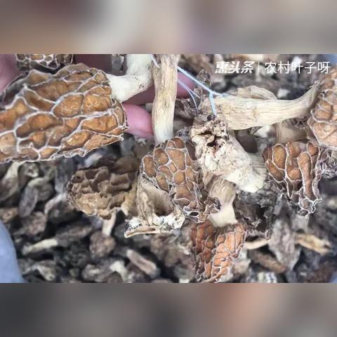 保定市羊肚蘑的长尾关键词有什么