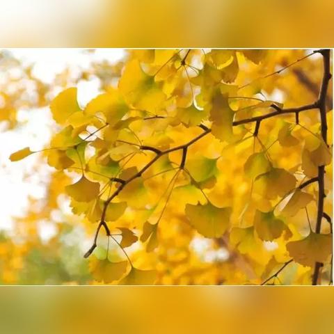 临沂市的甘露寺在哪里