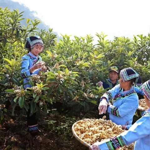白枇杷花茶多少一斤？