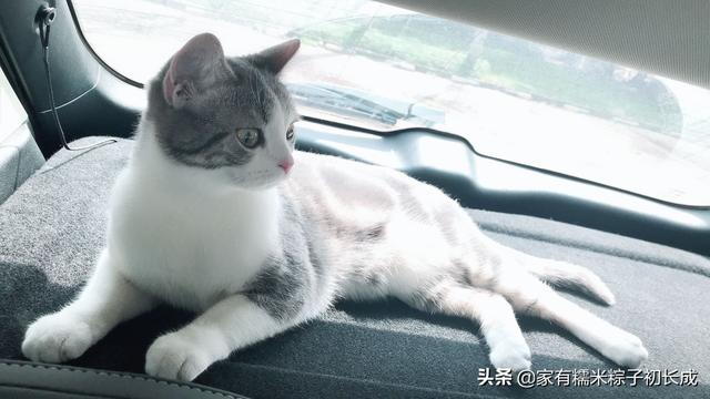 史上最详细备孕成功日记分享