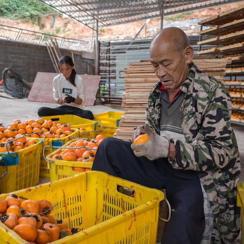 桂林柿子丰收时节作文相关长尾关键词有哪些