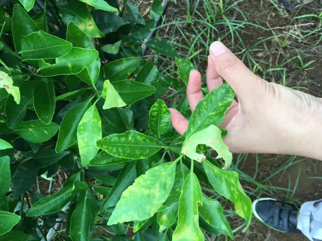 柑橘種植辦理手藝要點及辦法_如何給柑橘樹保花保果