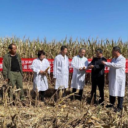 河南玉米品种哪个好吃