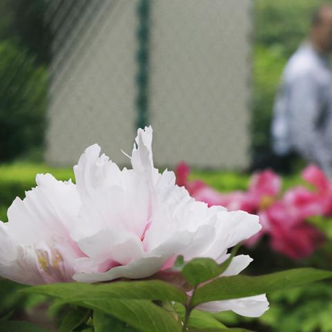 河南洛阳种什么种子好