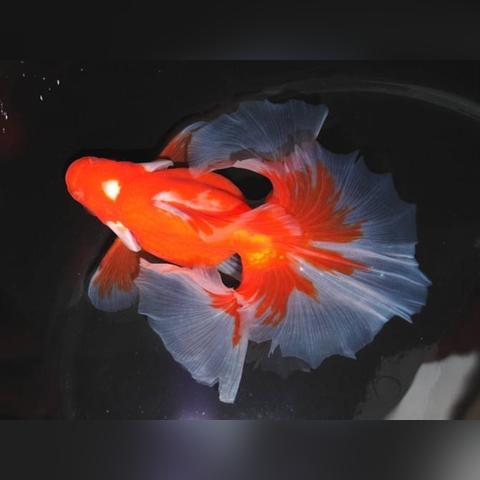 大阪广州机票相关长尾关键词有哪些