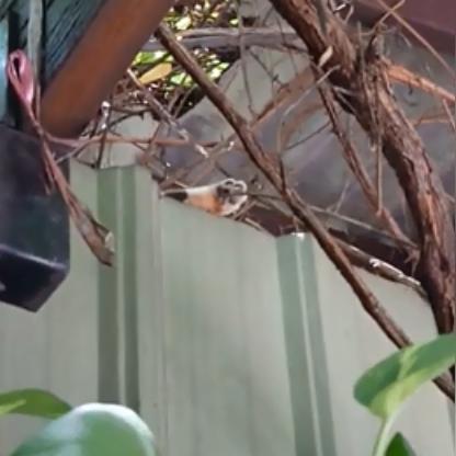 美女挠脚丫.美女挠脚丫？