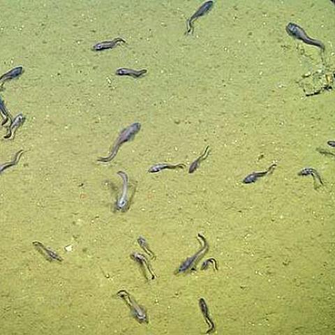 海洋手工制作大全图片的长尾关键词有什么