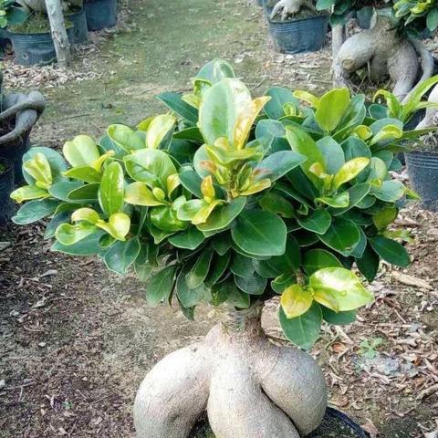 福建苗木哪个牌子好