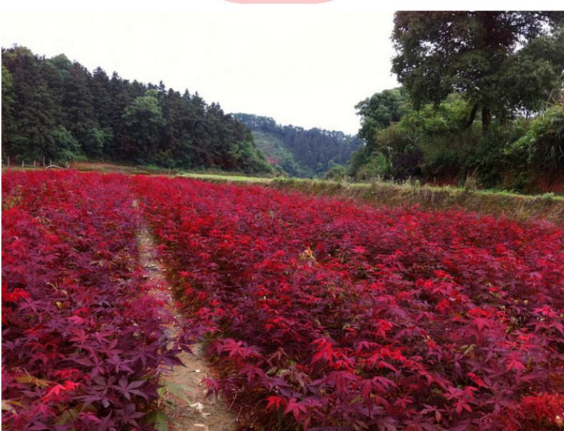 日本红枫树种植方法,血红枫表现怎么样?"