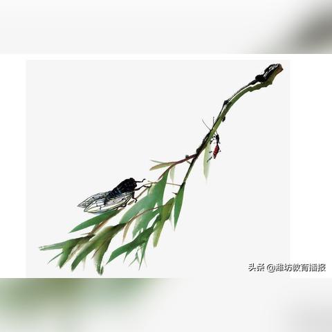 潍坊市土拍系统怎么看